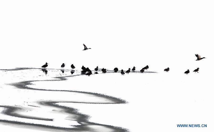 #（生态）（2）纳帕海雪景如画