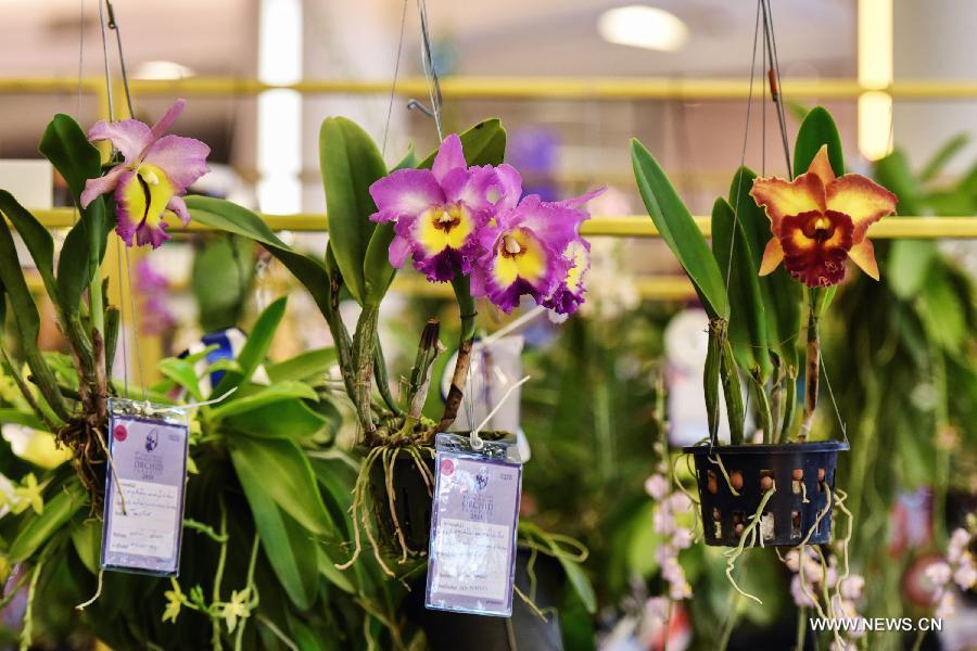 Une exposition d'orchidées débute à Bangkok_French.news.cn