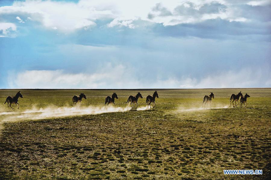 CHINA-TIBET-NATURE (CN)