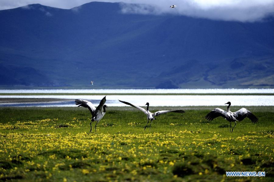 CHINA-TIBET-NATURE (CN)