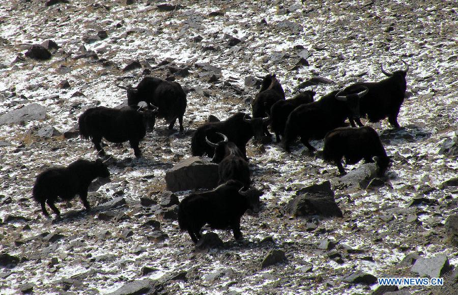 CHINA-TIBET-NATURE (CN)