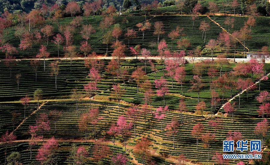 Arbres roses et paysages enchanteurs du printemps au Yunnan