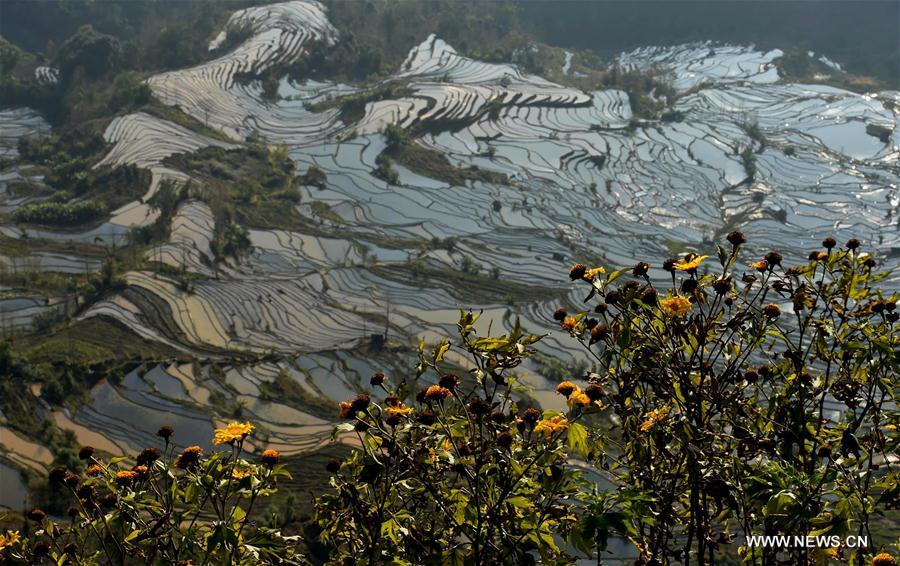 CHINA-YUNNAN-HONGHE-HANI RICE TERRACE(CN) 