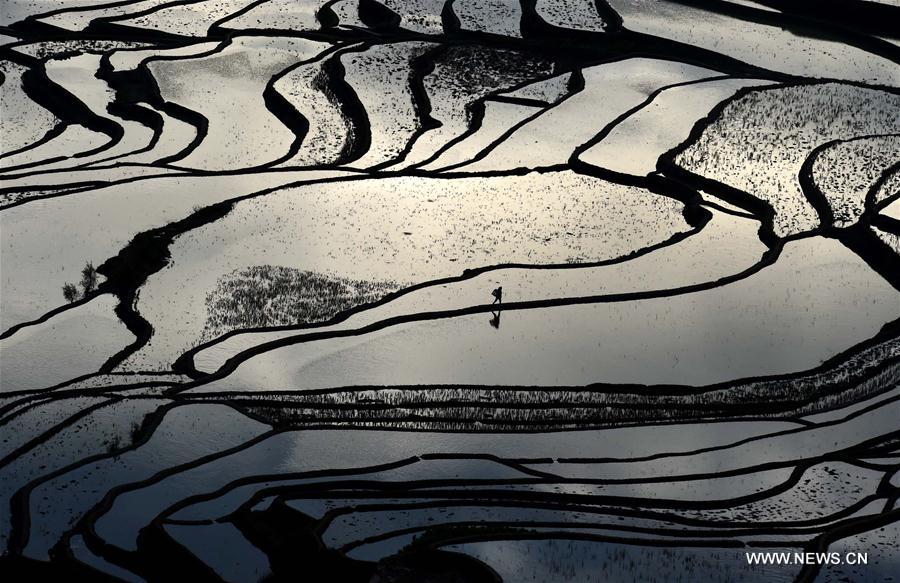 CHINA-YUNNAN-HONGHE-HANI RICE TERRACE(CN) 
