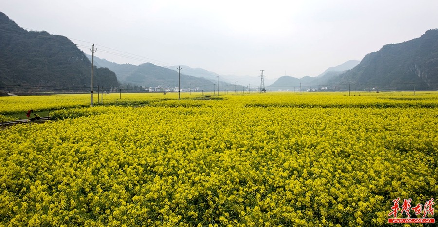 Dans les champs de colza en fleur de Yuanling