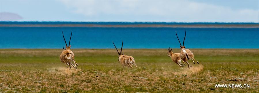 Antilopes tibétaines dans un bourg au Tibet