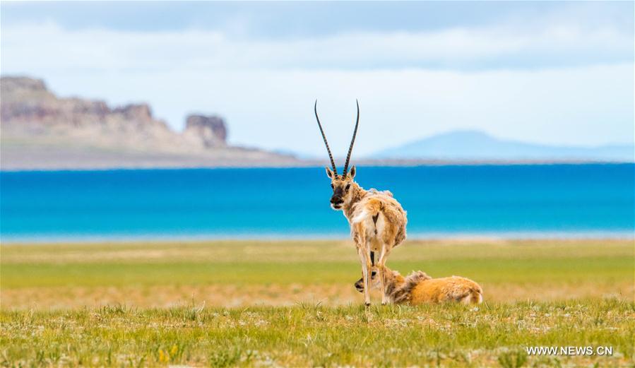 Antilopes tibétaines dans un bourg au Tibet