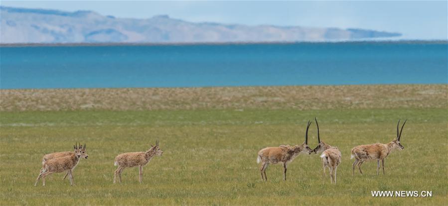 Antilopes tibétaines dans un bourg au Tibet