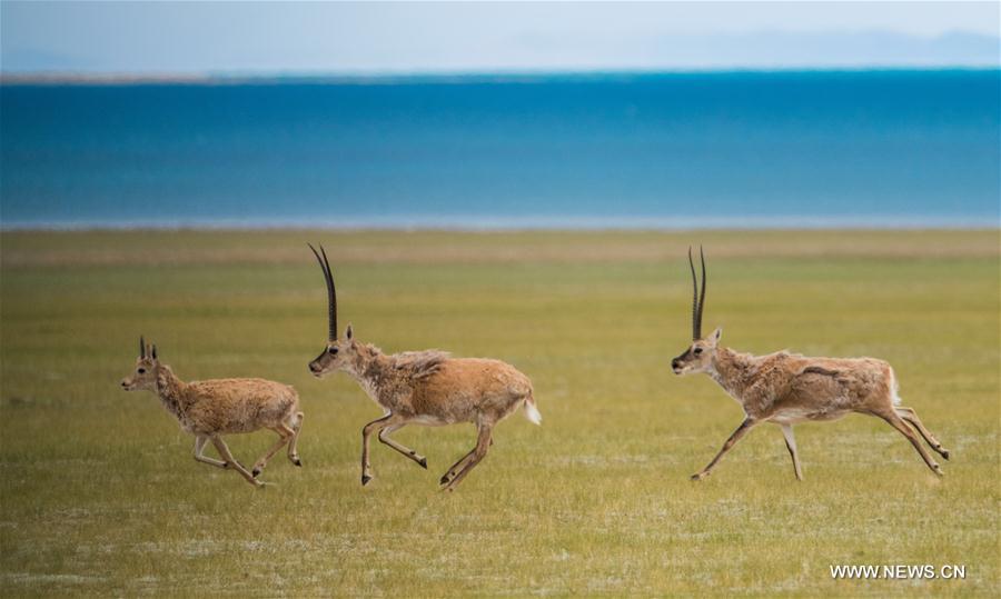 Antilopes tibétaines dans un bourg au Tibet