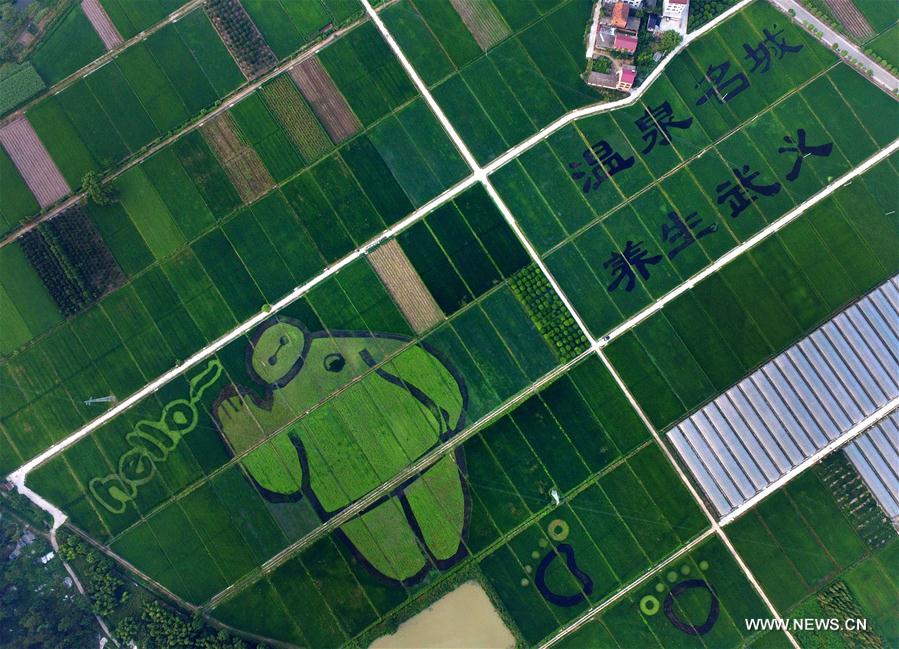 Chine : dessin végétal dans une rizière