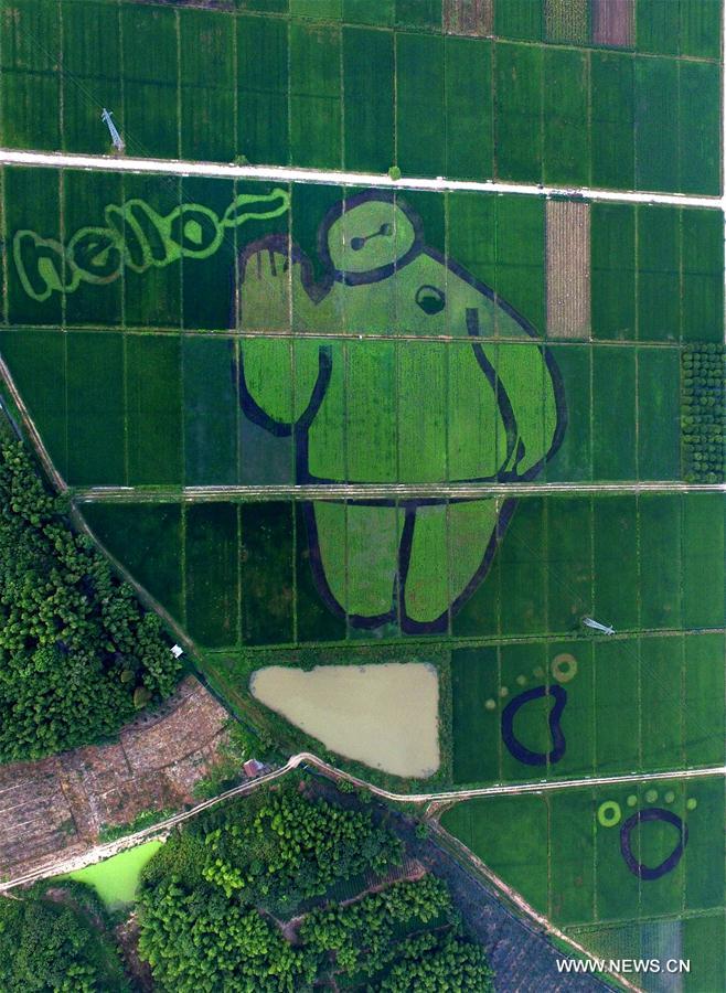 Chine : dessin végétal dans une rizière