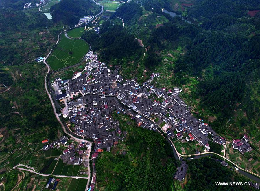 Chine : dessin végétal dans une rizière