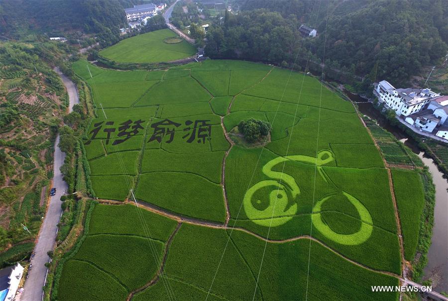 Chine : dessin végétal dans une rizière