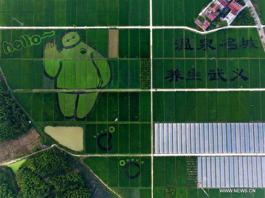 Chine : dessin végétal dans une rizière