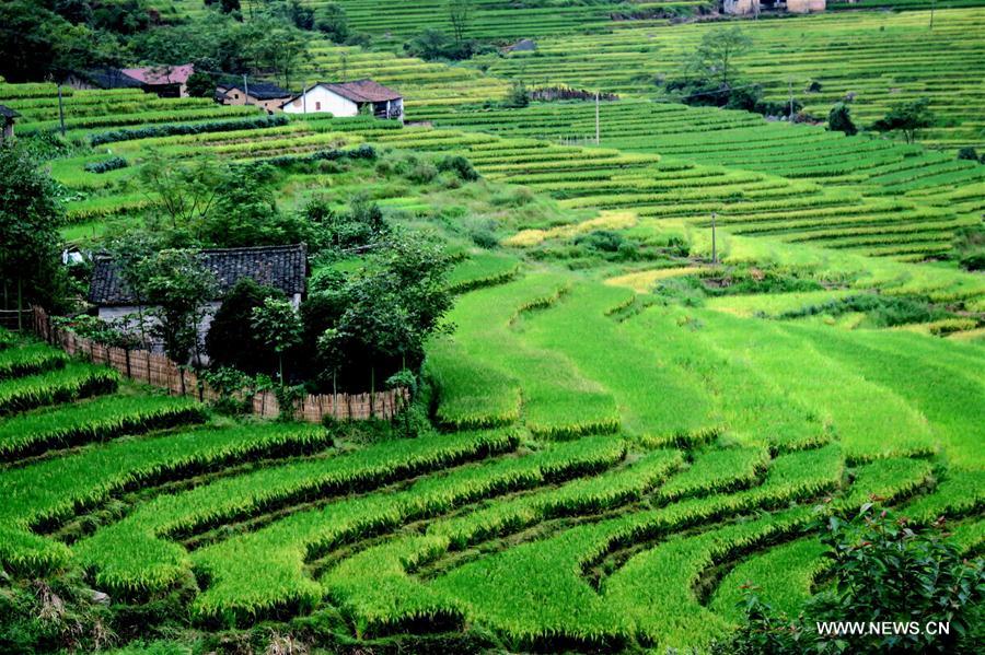 Paysage de rizières dans un village du Guangxi
