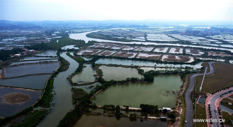 Bassins d'élevage de crevettes dans le Guangxi