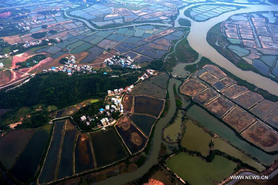 Bassins d'élevage de crevettes dans le Guangxi