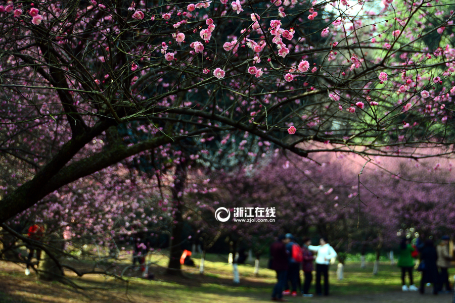 Hangzhou : les pruniers en pleine floraison au mont Lingfeng