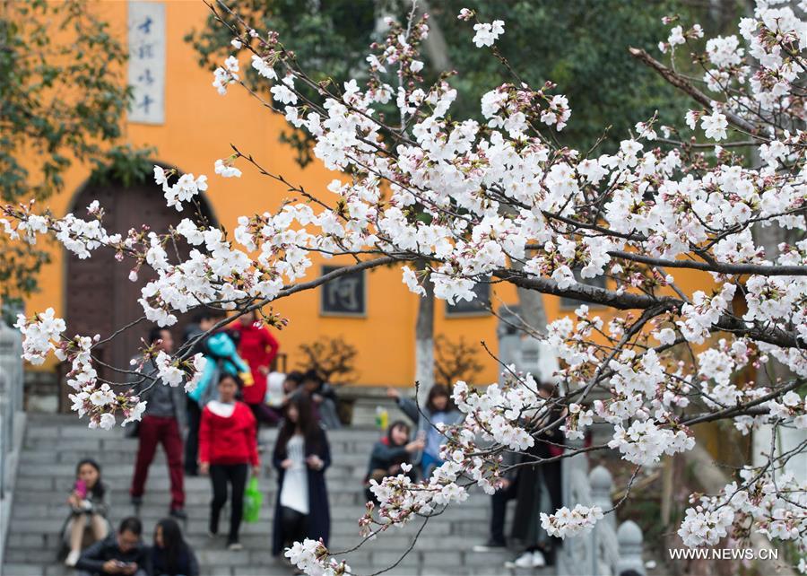 Floraison des cerisiers à Nanjing