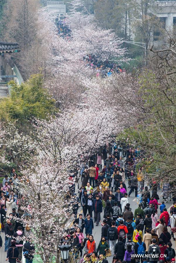 Floraison des cerisiers à Nanjing