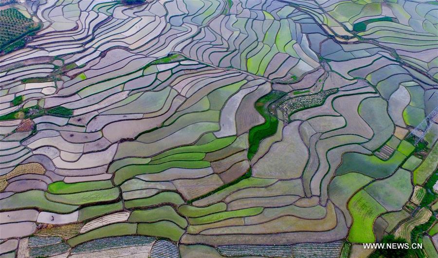 Chine : paysages des champs au printemps