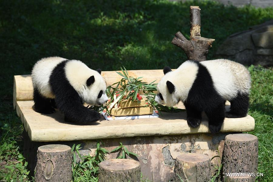 Chine : des pandas géants jumeaux fêtent leur anniversaire à Chongqing