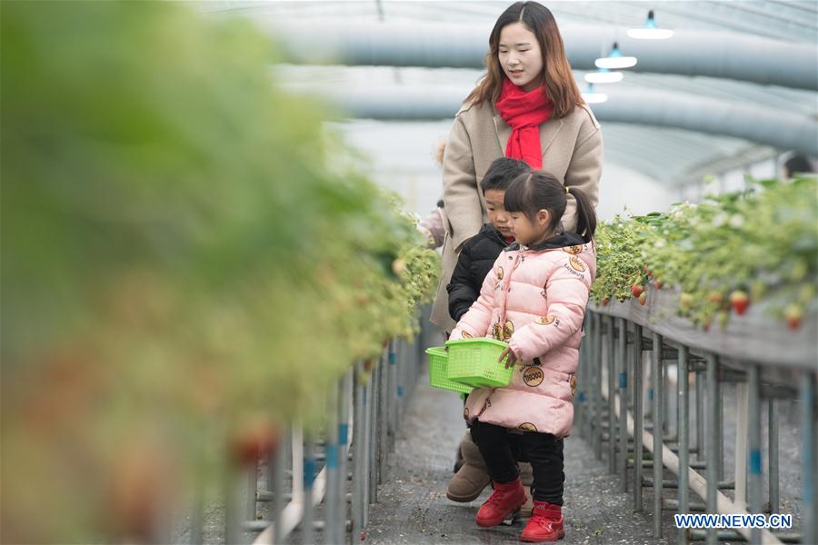 Chine : tourisme de la fraise au Zhejiang