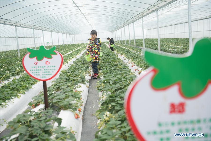 Chine : tourisme de la fraise au Zhejiang