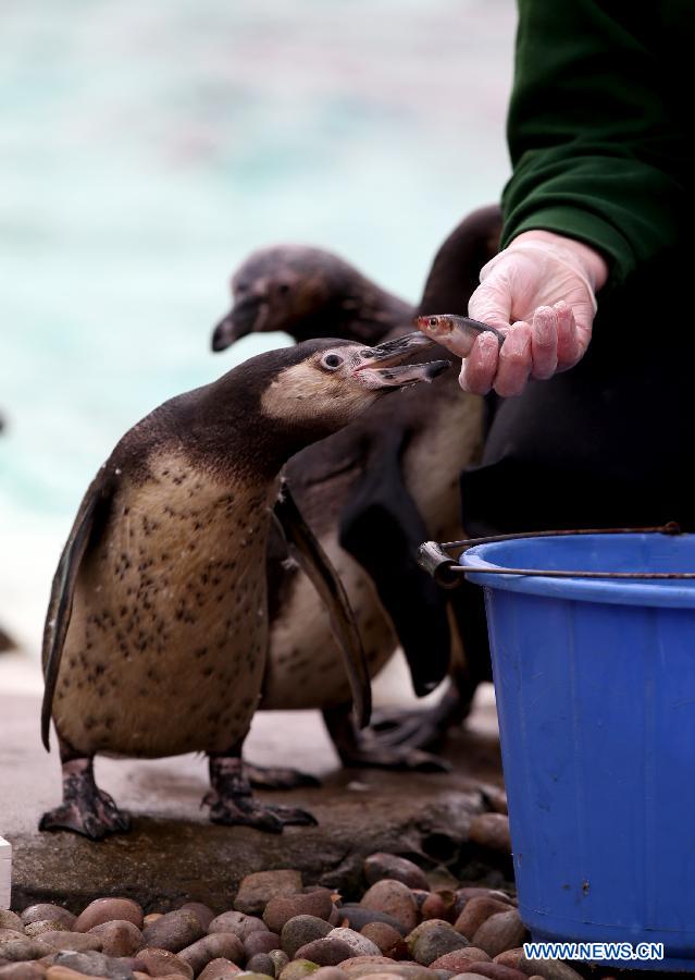 UK-LONDON-ZOO-STOCKTAKE