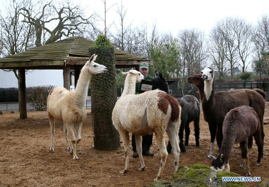 UK-LONDON-ZOO-STOCKTAKE