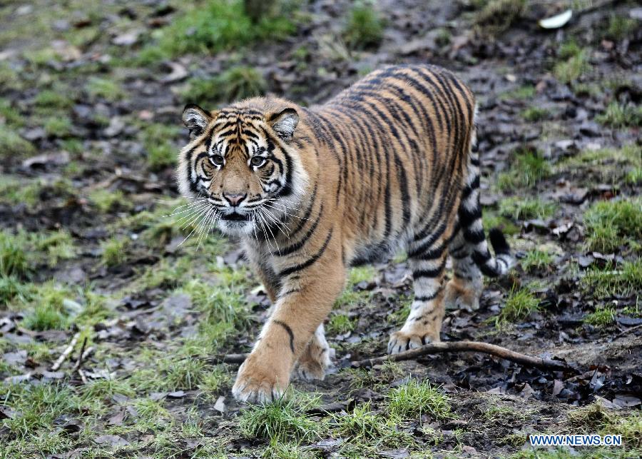 UK-LONDON-ZOO-STOCKTAKE