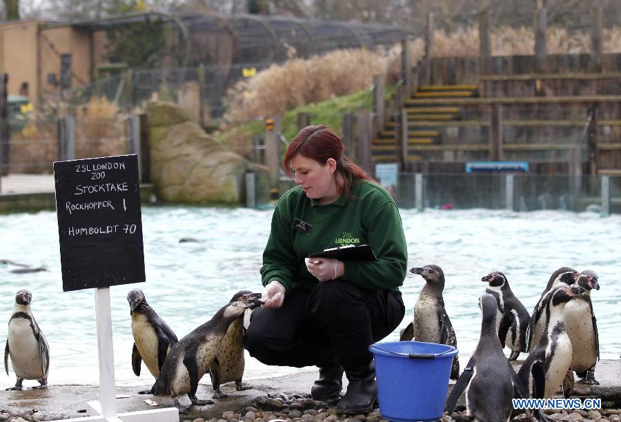 UK-LONDON-ZOO-STOCKTAKE