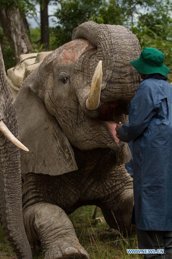 ZIMBABWE-HARARE-TOURISM-ELEPHANTS