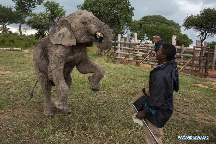 ZIMBABWE-HARARE-TOURISM-ELEPHANTS