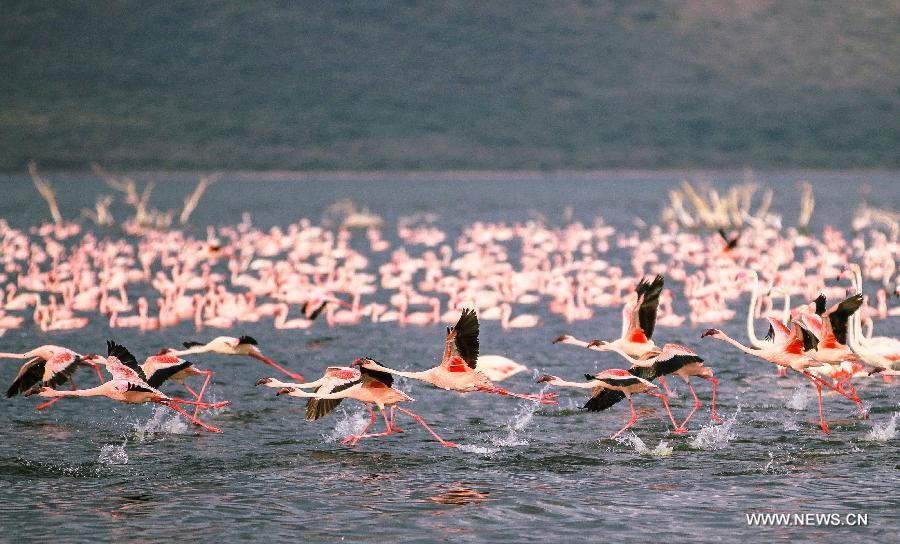 KENYA-LAKE BOGORIA-FLAMINGOS