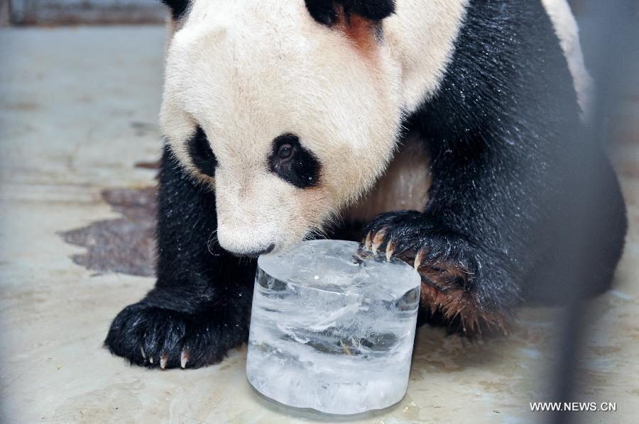 （晚报）（3）大熊猫享清凉 