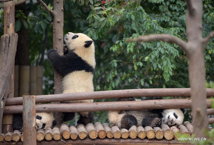 （社会）（2）我国人工圈养大熊猫种群数量达422只