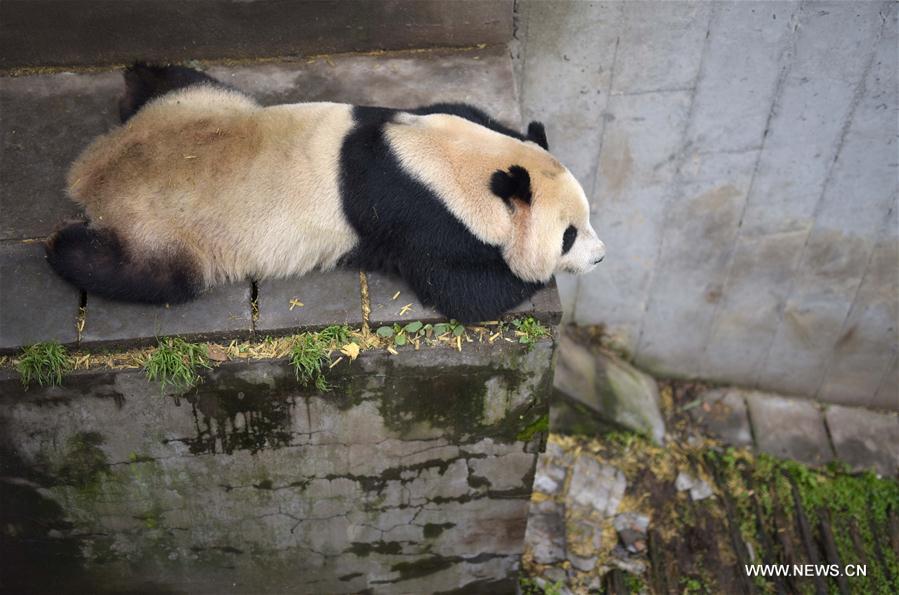 （社会）（4）我国人工圈养大熊猫种群数量达422只