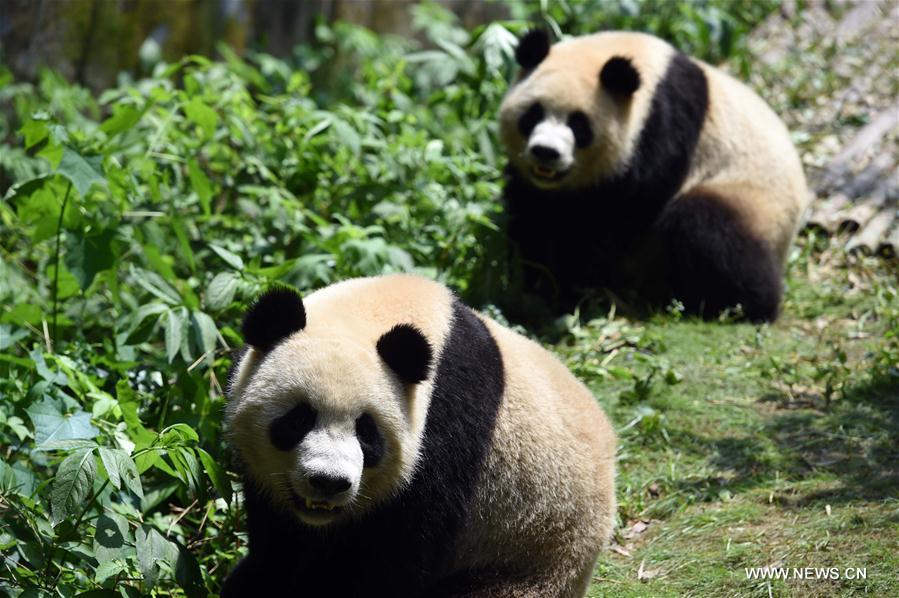 （社会）（5）我国人工圈养大熊猫种群数量达422只