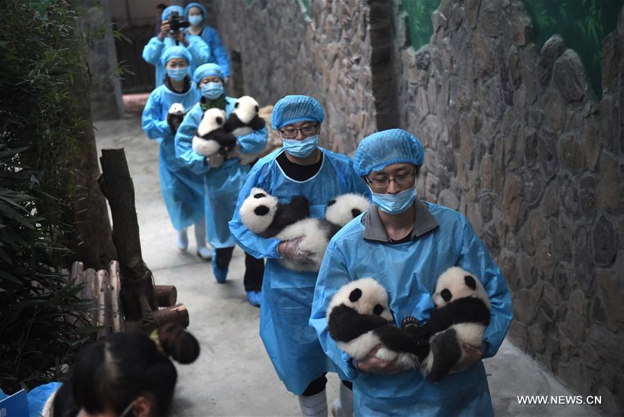（社会）（1）我国人工圈养大熊猫种群数量达422只