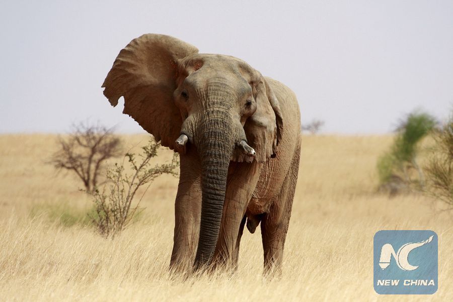 le plus petit éléphant du monde