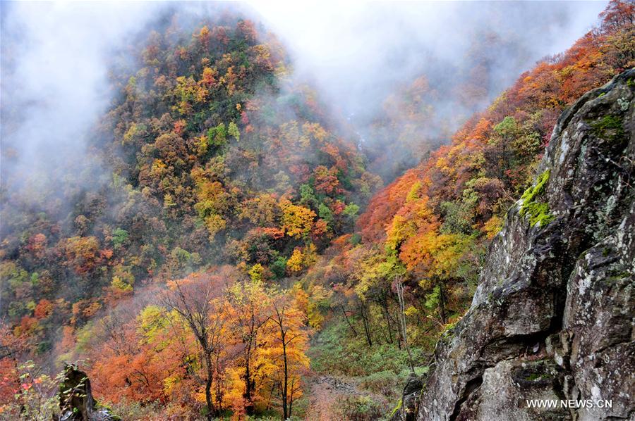 （社会）（3）中国湖北神农架申遗成功