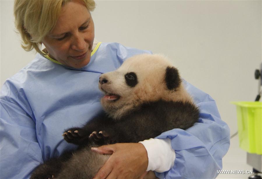 （国际）（1）首只在比利时出生的熊猫宝宝取名“天宝”