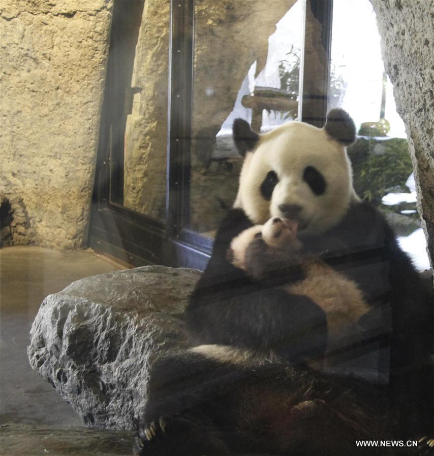 （国际）（4）首只在比利时出生的熊猫宝宝取名“天宝”