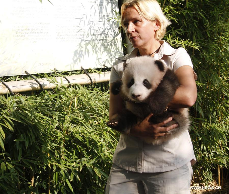 （国际）（3）首只在比利时出生的熊猫宝宝取名“天宝”