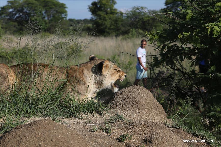 Zimbabwe : programme "Marche avec des lions"