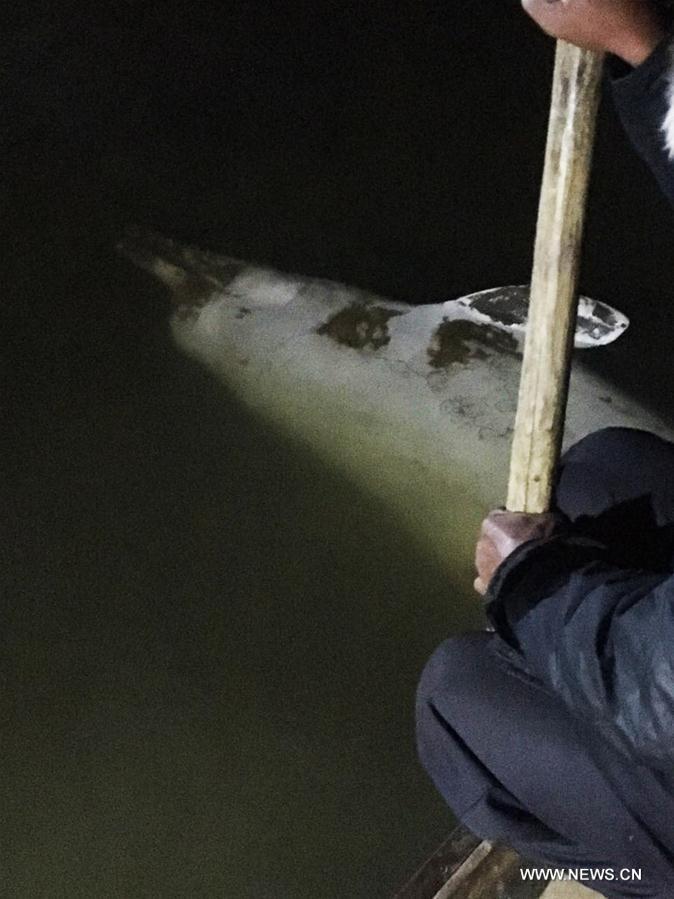 （社会）（4）误入广东内河的中华白海豚搁浅死亡