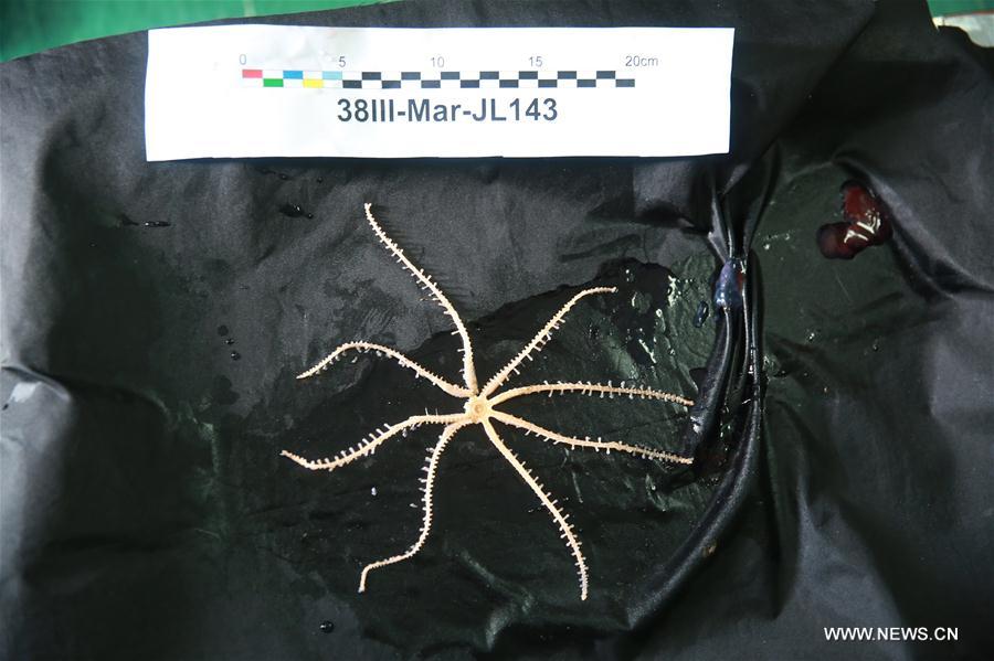 Le submersible chinois Jiaolong plonge à 4.811 mètres dans la fosse des Mariannes