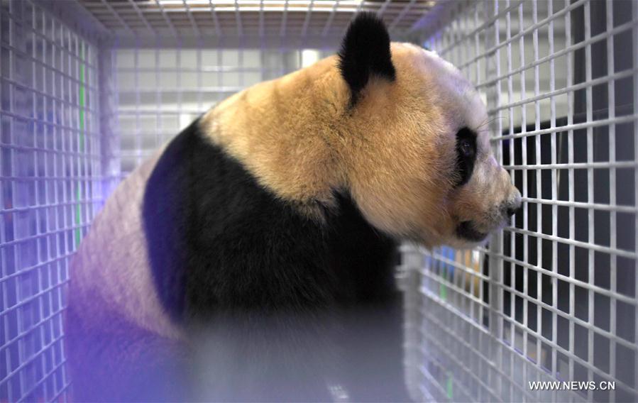 （社会）（1）三只旅日大熊猫顺利返回家乡成都
