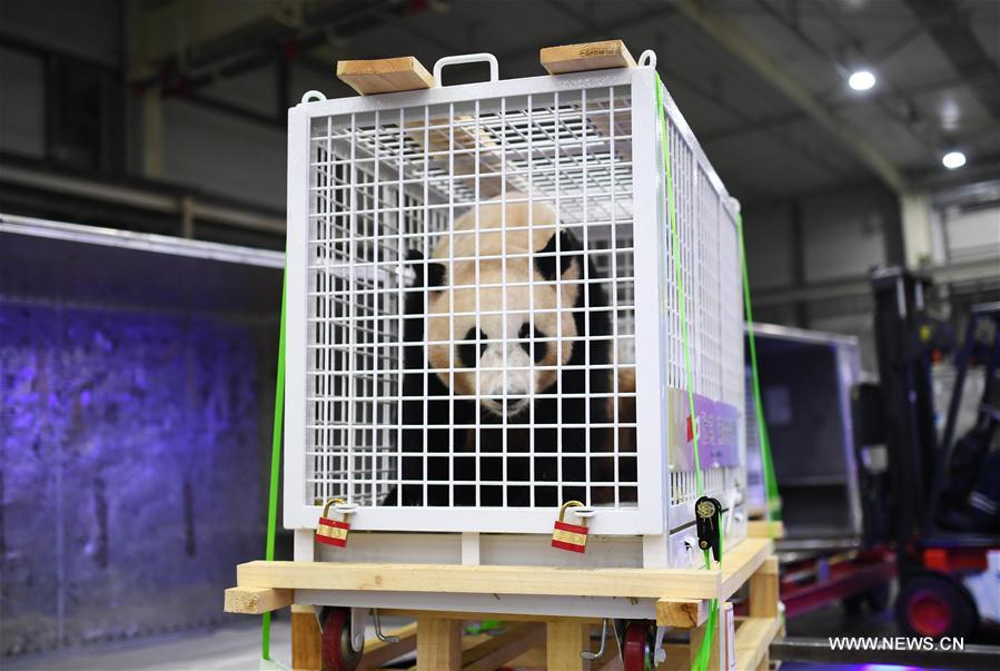 （社会）（5）三只旅日大熊猫顺利返回家乡成都